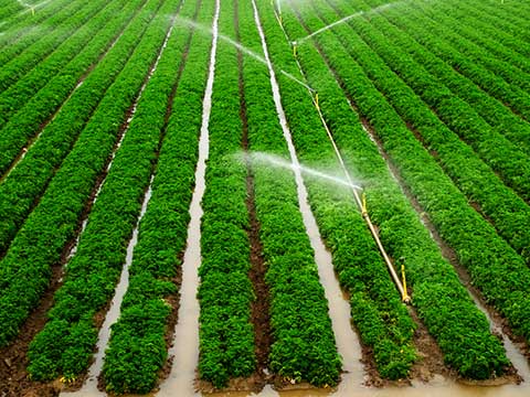 Irrigation System Installation Services in Pune, PCMC (Pimpri Chinchwad)